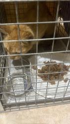 Lost Male Cat last seen Near Sw 102 court Miami 33165 fla, Miami, FL 33165