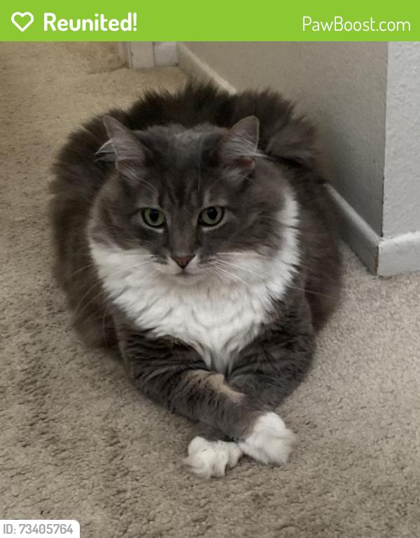 Reunited Male Cat last seen Santa Ana St/Catalina St, Costa Mesa, CA 92627