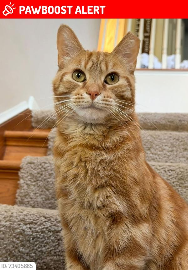 Lost Male Cat last seen Unionville Rd Cranberry twp Pa, Cranberry Township, PA 16066