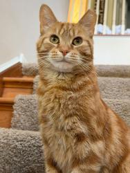 Lost Male Cat last seen Unionville Rd Cranberry twp Pa, Cranberry Township, PA 16066