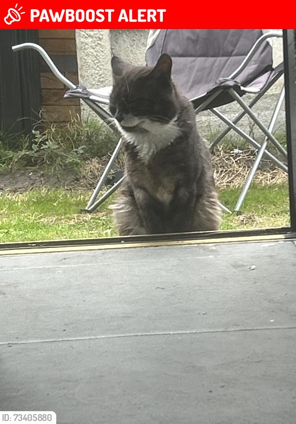 Lost Male Cat last seen St Stephen’s school, Warrington, England WA2 9RD
