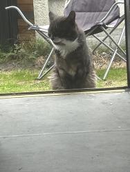 Lost Male Cat last seen St Stephen’s school, Warrington, England WA2 9RD