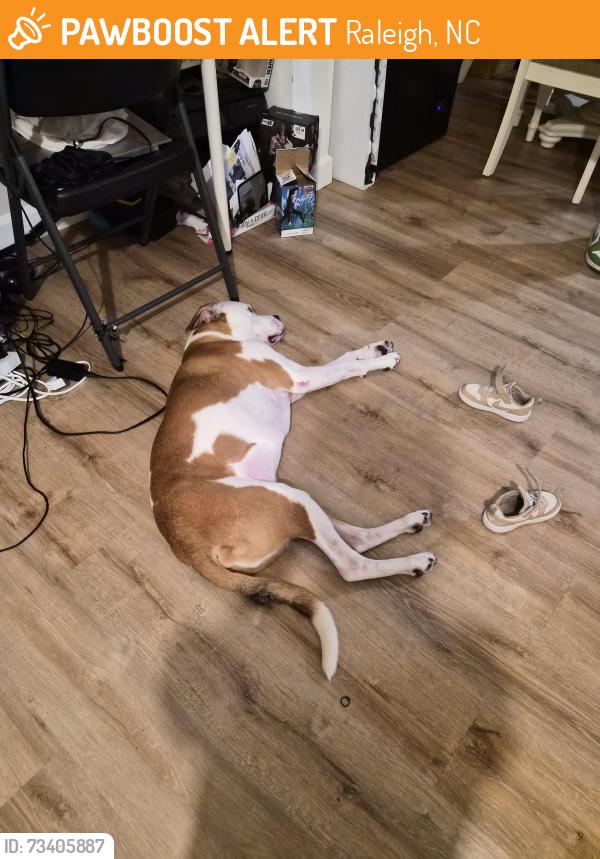 Found/Stray Male Dog last seen Briarmont ct., Raleigh, NC 27610
