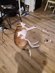 Found/Stray Male Dog last seen Briarmont ct., Raleigh, NC 27610