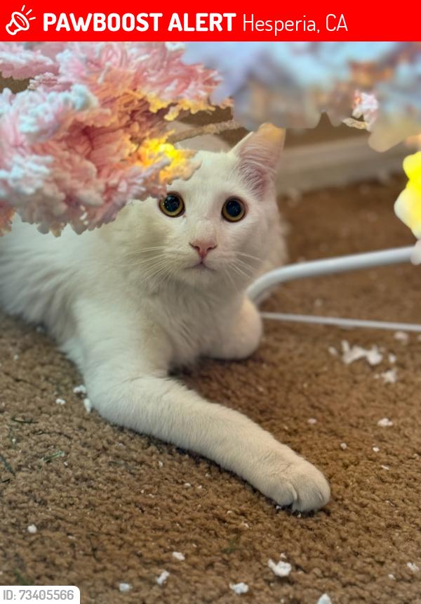 Lost Male Cat last seen Cottonwood and Ranchero, Hesperia, CA 92345