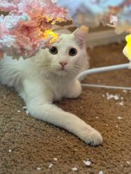 Lost Male Cat last seen Cottonwood and Ranchero, Hesperia, CA 92345