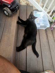 Reunited Female Cat last seen 172nd street, Granite Falls, WA 98252