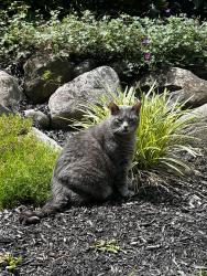 Lost Male Cat last seen Azbury Woods, Roanoke, IN 46783