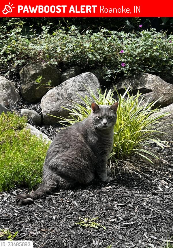Lost Male Cat last seen Azbury Woods, Roanoke, IN 46783