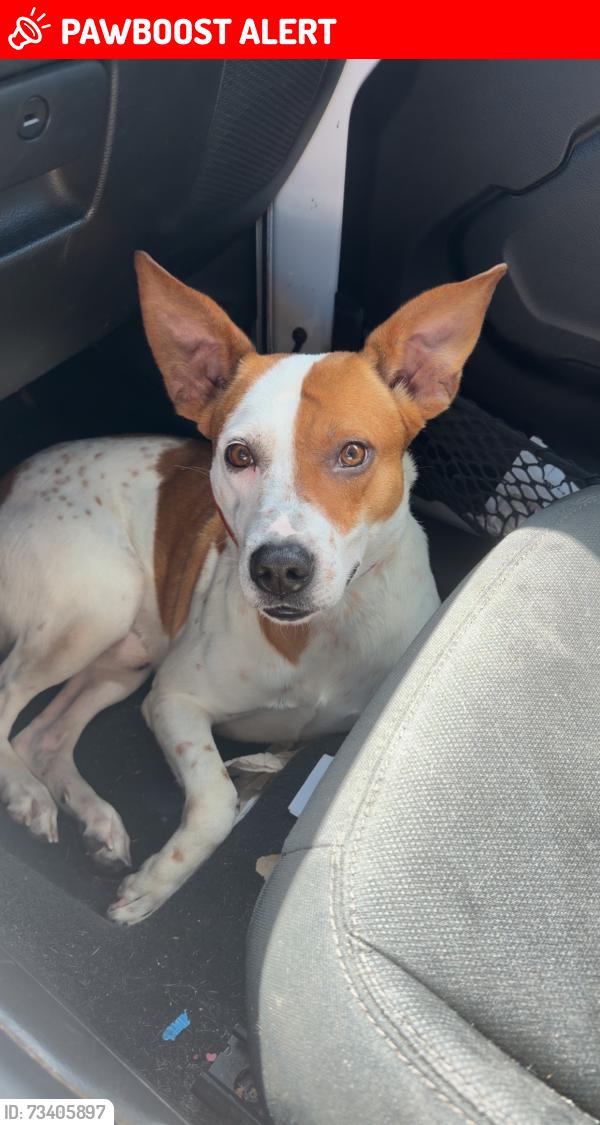 Lost Male Dog last seen 65th street, Indian River County, FL 32967