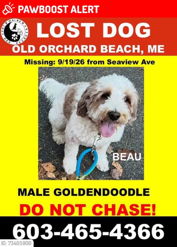 Lost Male Dog last seen Seaview and back gate of wild acres campground, Old Orchard Beach, ME 04064