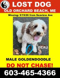 Lost Male Dog last seen Seaview and back gate of wild acres campground, Old Orchard Beach, ME 04064