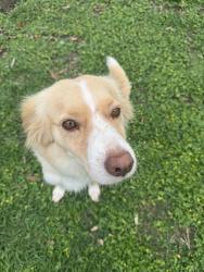 Found/Stray Female Dog last seen South western, Manvel, TX 77584