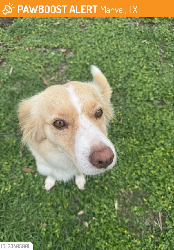 Found/Stray Female Dog last seen South western, Manvel, TX 77584