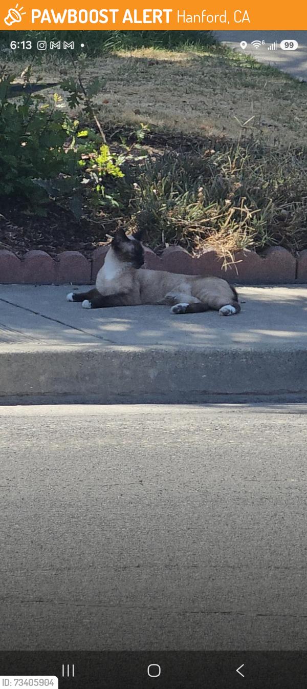 Found/Stray Female Cat last seen Stratford ct and Orange, Hanford, CA 93230