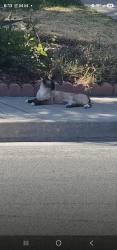 Found/Stray Female Cat last seen Stratford ct and Orange, Hanford, CA 93230