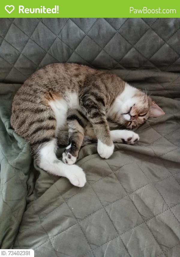 Reunited Male Cat last seen Near GPS school., Chattanooga, TN 37405