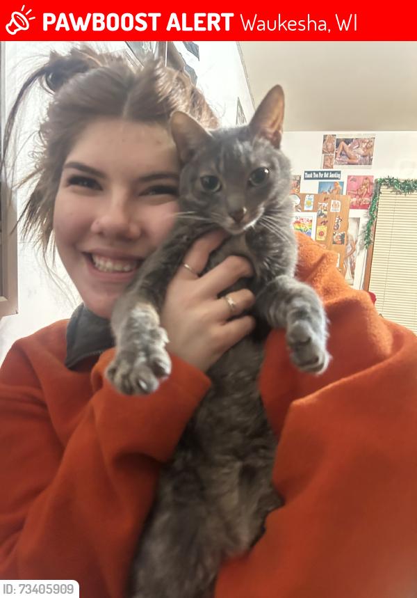 Lost Male Cat last seen E saint paul Ave, Waukesha, WI 53188