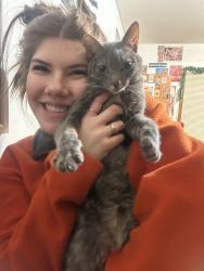 Lost Male Cat last seen E saint paul Ave, Waukesha, WI 53188