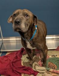 Shelter Stray Male Dog last seen Near BLOCK ASBURY PARK, DETROIT, MI 48235, 7401 Chrysler Dr, Detroit, MI 48211, USA