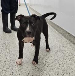 Shelter Stray Male Dog last seen Near BLOCK LAING ST DETROIT, MI 48224, 7401 Chrysler Dr, Detroit, MI 48211, USA