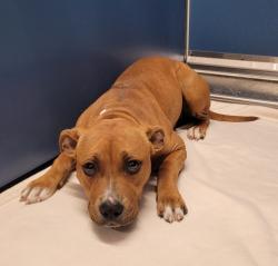 Shelter Stray Female Dog last seen Near BLOCK CARRIE ST, DETROIT, MI 48234, 7401 Chrysler Dr, Detroit, MI 48211, USA