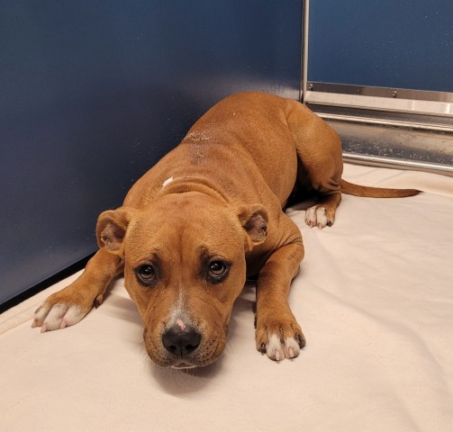 Shelter Stray Female Dog last seen Near BLOCK CARRIE ST, DETROIT, MI 48234, 7401 Chrysler Dr, Detroit, MI 48211, USA