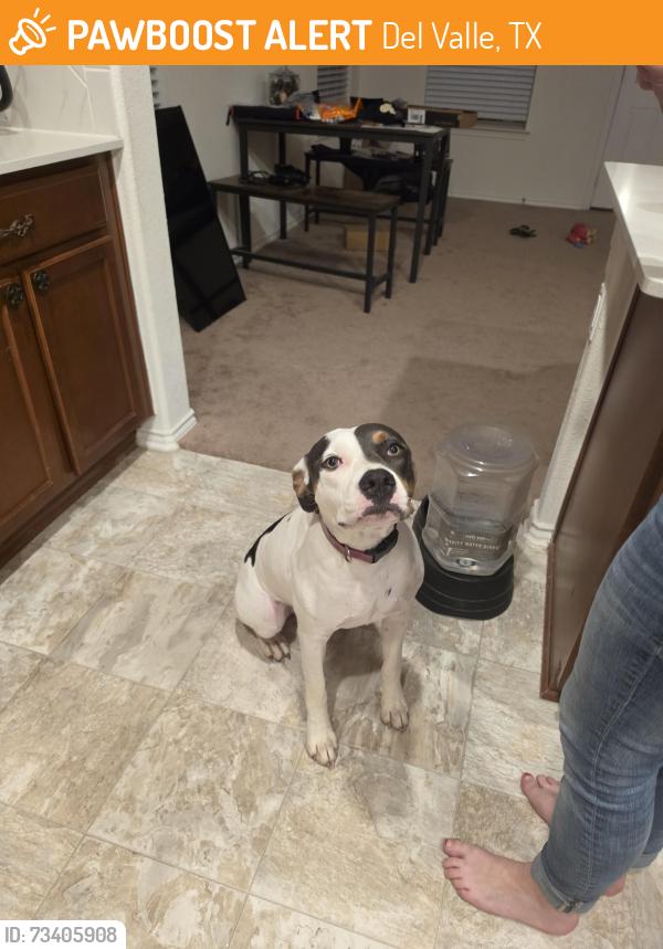 Found/Stray Female Dog last seen Sundance Crossing, Del Valle, TX 78617