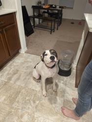 Found/Stray Female Dog last seen Sundance Crossing, Del Valle, TX 78617
