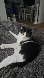 Lost Male Cat last seen At the end of the street, by the field, New Braunfels, TX 78130