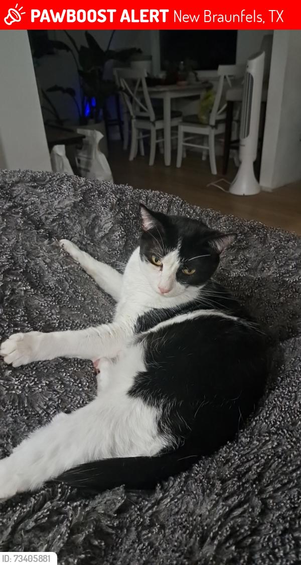 Lost Male Cat last seen At the end of the street, by the field, New Braunfels, TX 78130