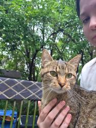 Found/Stray Female Cat last seen Old central school, Winona, MN 55987