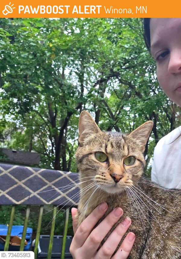 Found/Stray Female Cat last seen Old central school, Winona, MN 55987