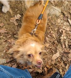 Lost Male Dog last seen Woodland Rd and Trammel Rd, Slater-Marietta, SC 29661
