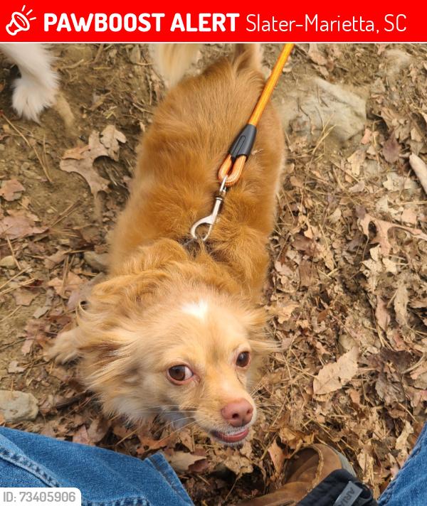 Lost Male Dog last seen Woodland Rd and Trammel Rd, Slater-Marietta, SC 29661