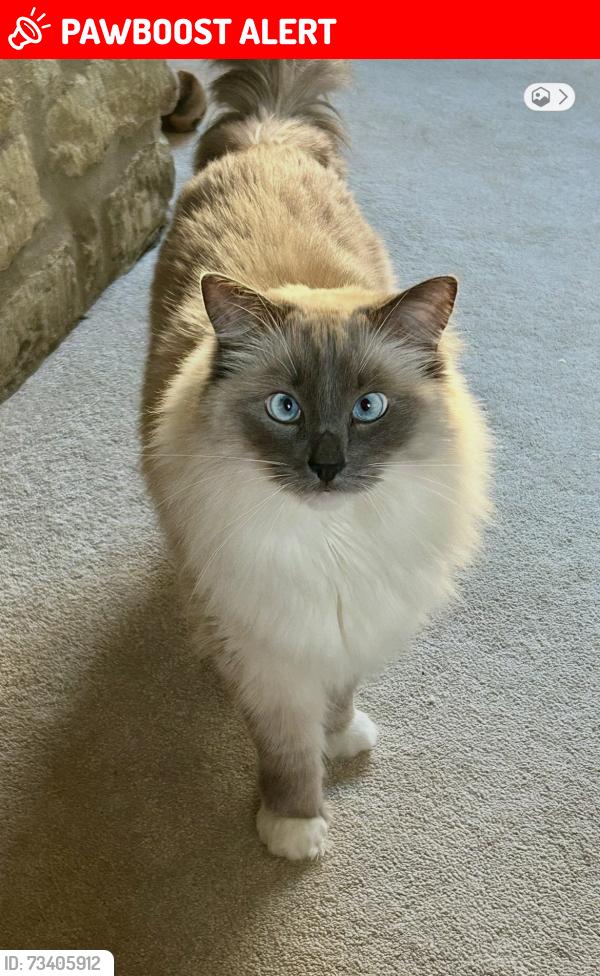 Lost Male Cat last seen River lane, Milton Ernest, England MK44 1SH