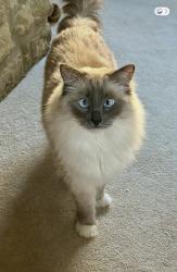 Lost Male Cat last seen River lane, Milton Ernest, England MK44 1SH
