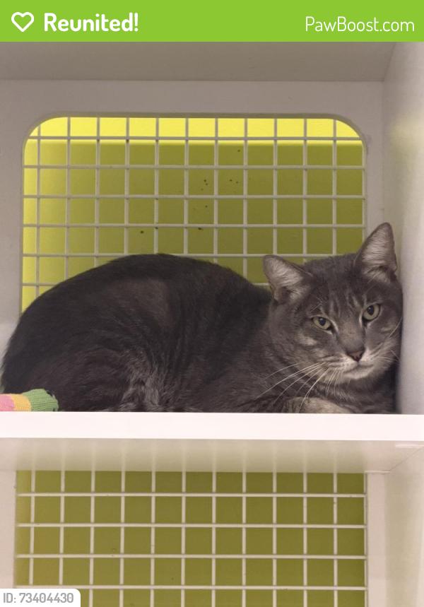 Reunited Male Cat last seen SW Skipper Drive, Martin County, FL 34997