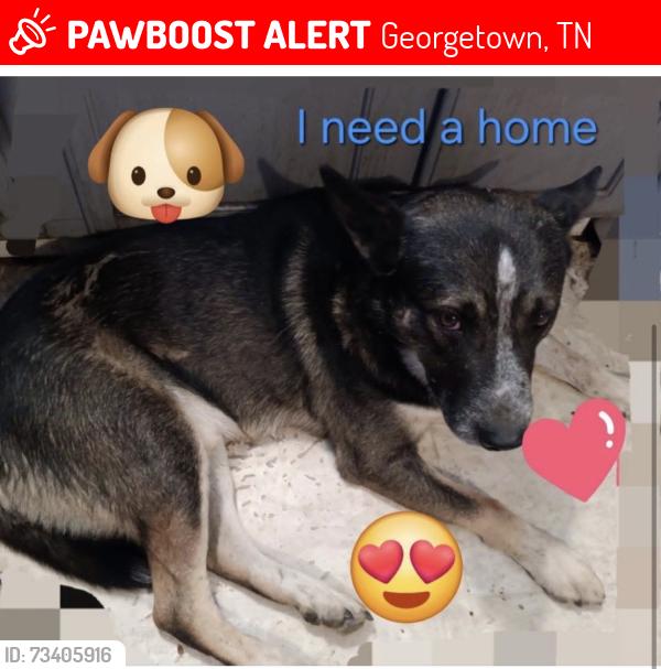 Lost Male Dog last seen Grasshopper Rd, Georgetown, TN 37336