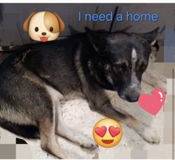 Lost Male Dog last seen Grasshopper Rd, Georgetown, TN 37336