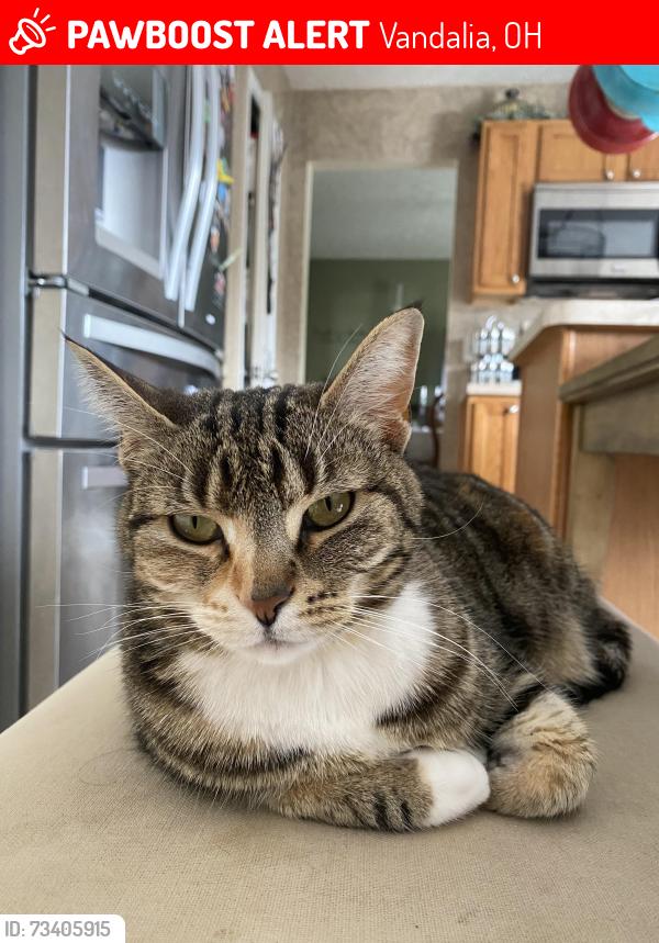 Lost Female Cat last seen Old Springfield and Ballinger Rd., Vandalia, OH 45377