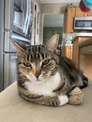 Lost Female Cat last seen Old Springfield and Ballinger Rd., Vandalia, OH 45377