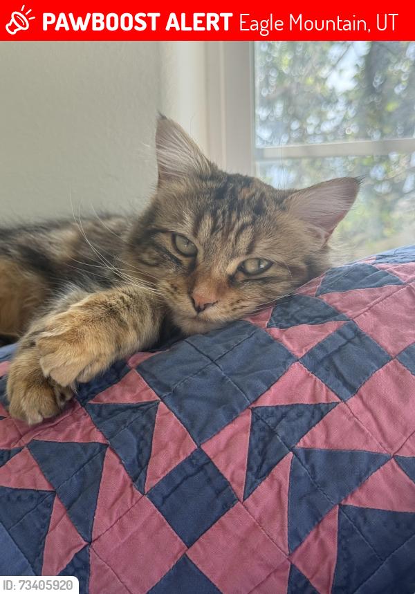 Lost Female Cat last seen Ranches Parkway, Eagle Mountain, UT 84005