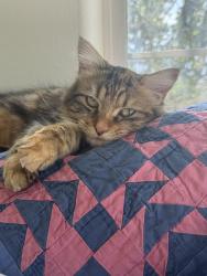 Lost Female Cat last seen Ranches Parkway, Eagle Mountain, UT 84005