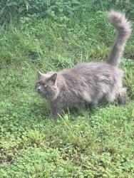 Reunited Unknown Cat last seen Silver Maple ests, Monrovia, MD 21770