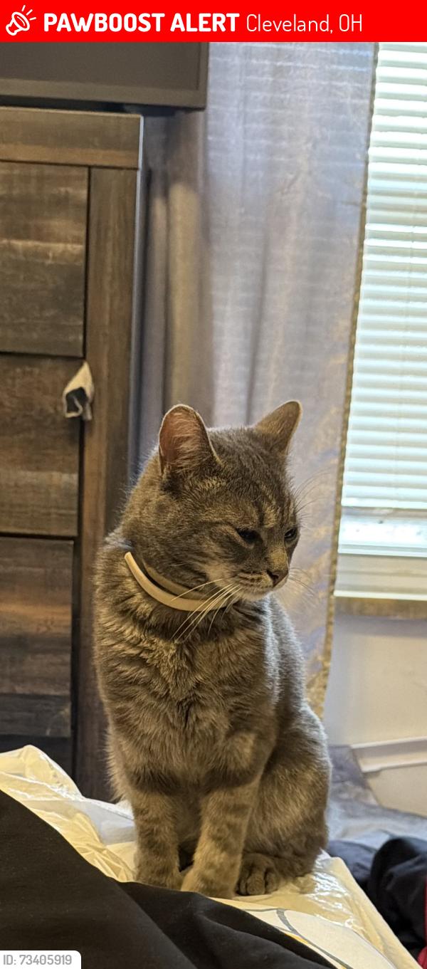 Lost Male Cat last seen Nottingham, Cleveland, OH 44119