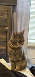 Lost Male Cat last seen Nottingham, Cleveland, OH 44119