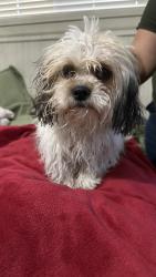 Found/Stray Male Dog last seen Gun club and Coors, Albuquerque, NM 87120