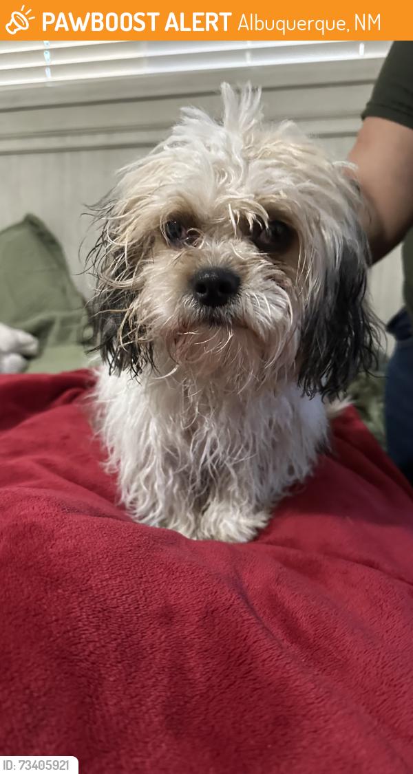 Found/Stray Male Dog last seen Gun club and Coors, Albuquerque, NM 87120