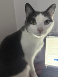 Reunited Male Cat last seen Alafaya by Colonial Dr, Orlando, FL 32826